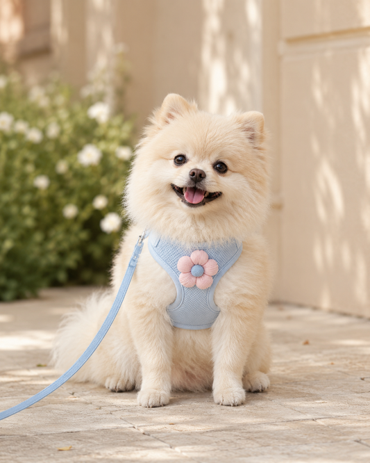 BloomWalk Comfort Harness Set