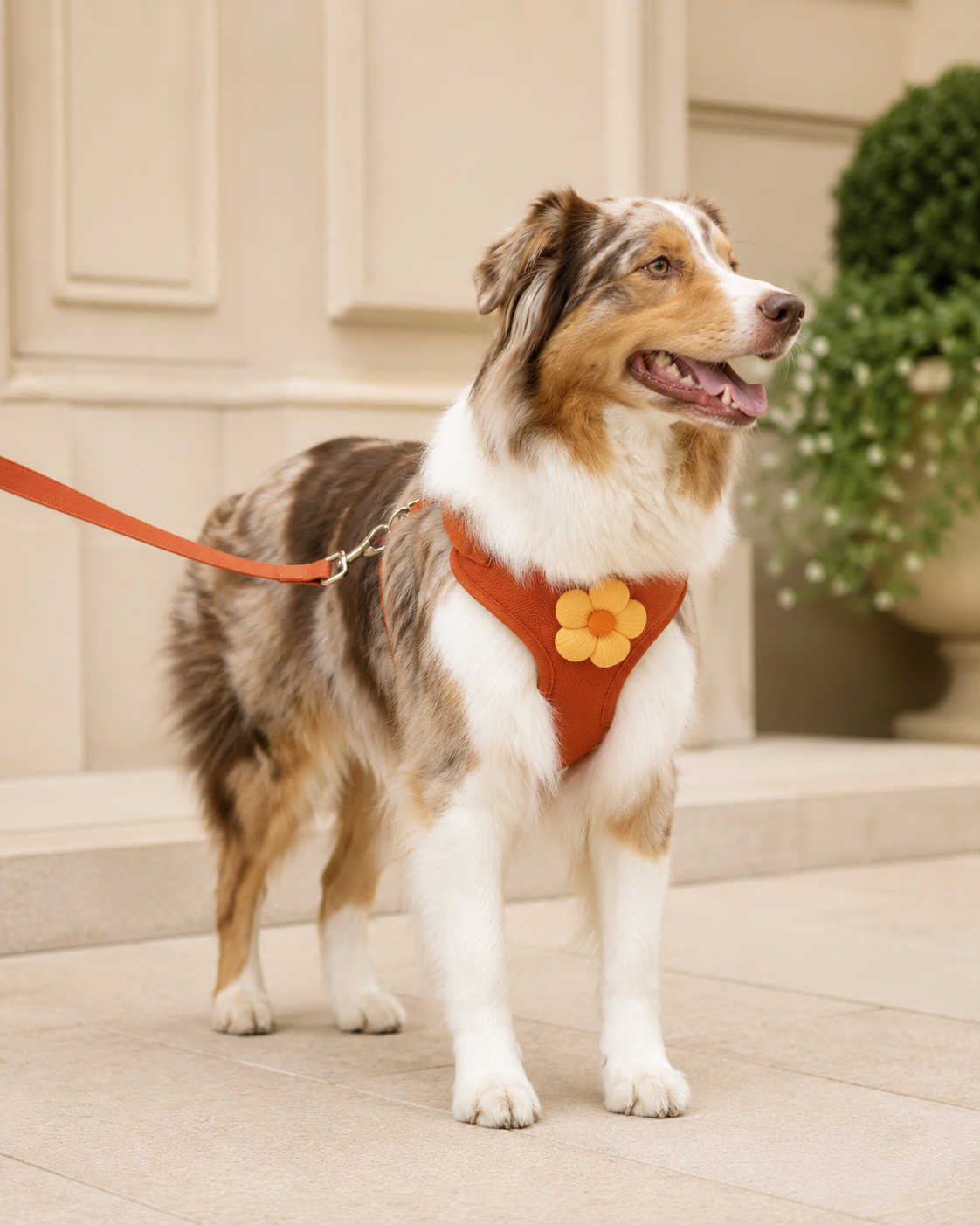 BloomWalk Comfort Harness Set