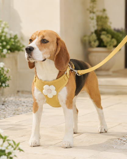 BloomWalk Comfort Harness Set