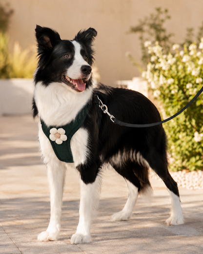 BloomWalk Comfort Harness Set